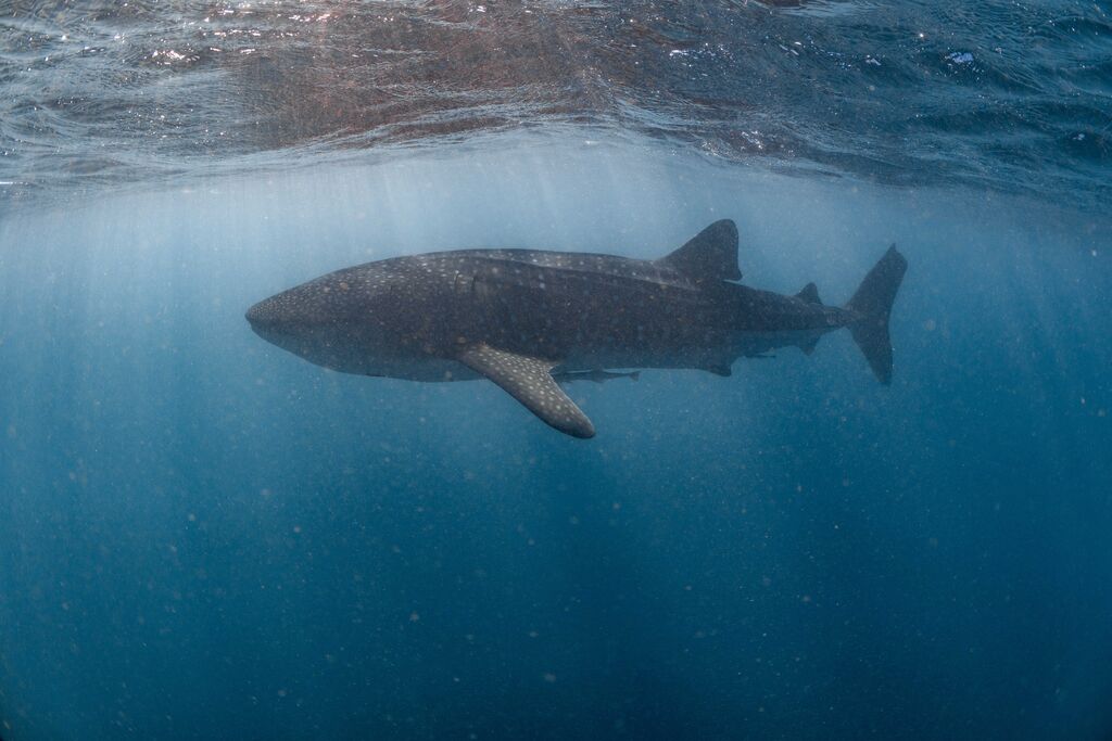 95222eeb-79f9-40f8-a324-5396052207cc