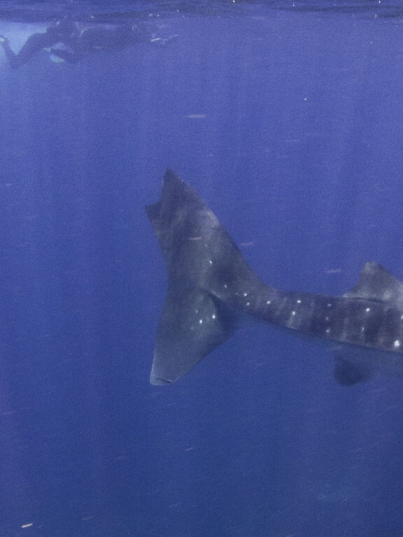 8e49bed7-edaa-47bb-866c-c275b975ae4e