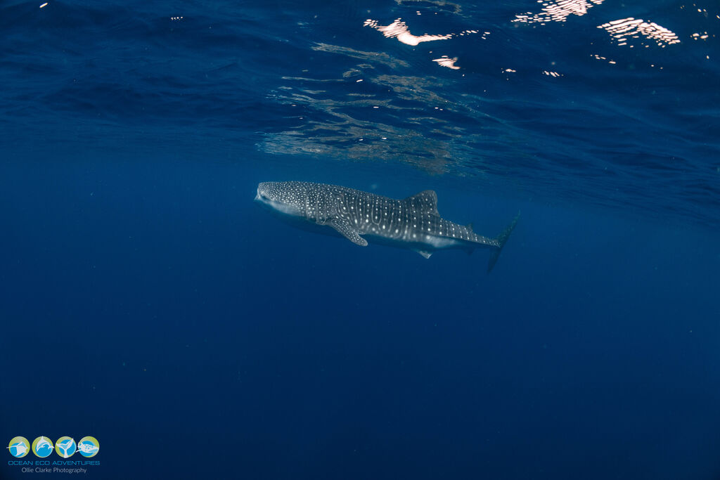 ae43bc7d-4696-46ef-835e-ea5b69c695a6