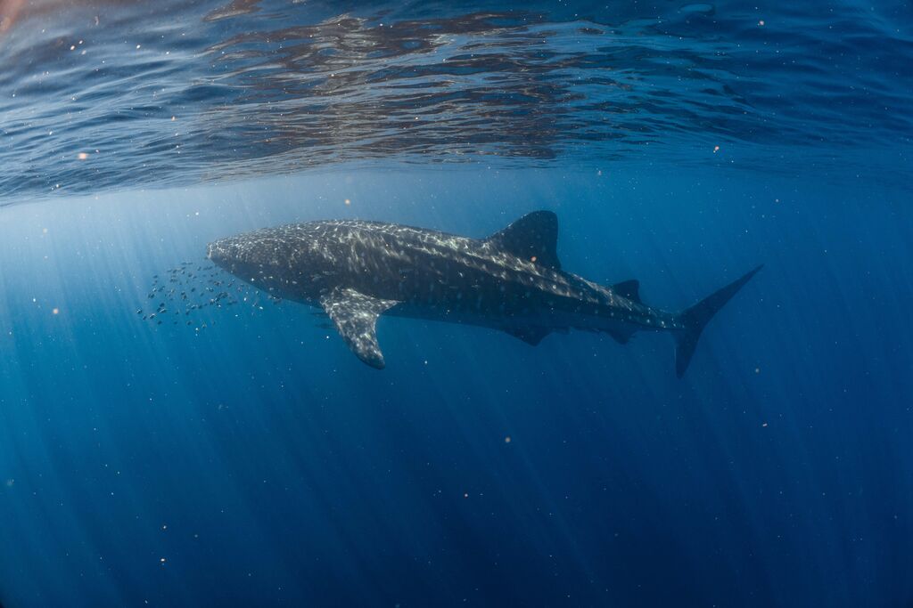 03edc049-185a-47db-be1a-1c88e306e84a