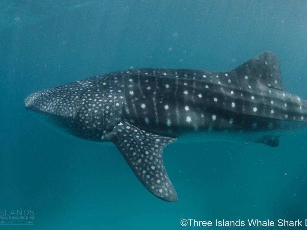 a98867cd-032a-4a5e-86f7-e6e2e1dba9ad