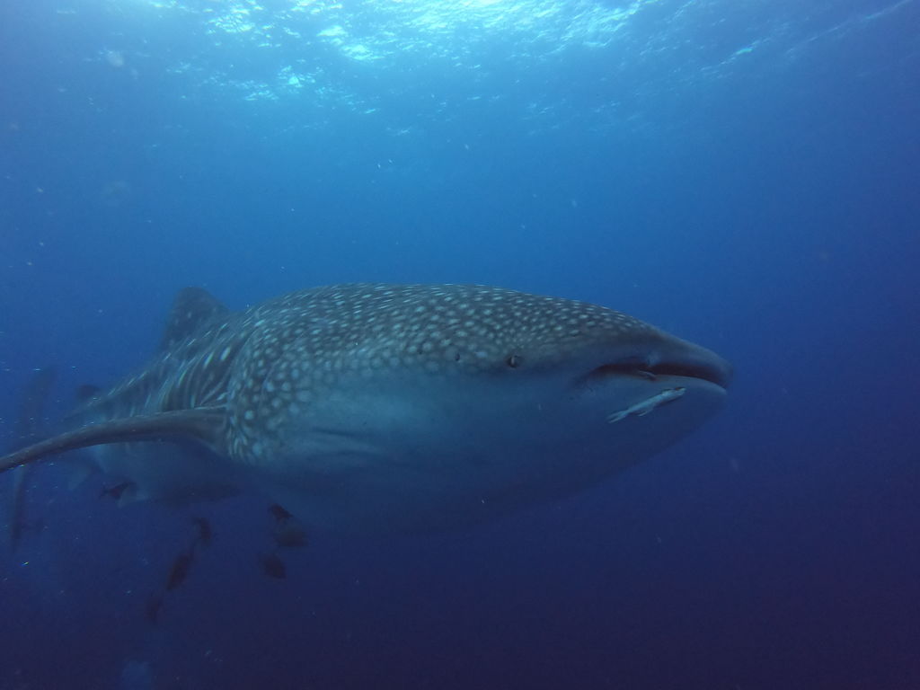 03e57f74-cd56-41db-bd57-d6cba568c9c0