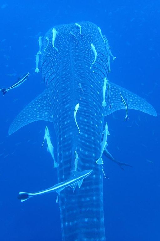 26aa73e7-afa3-4ec8-ad01-c0a25e6cf1c1