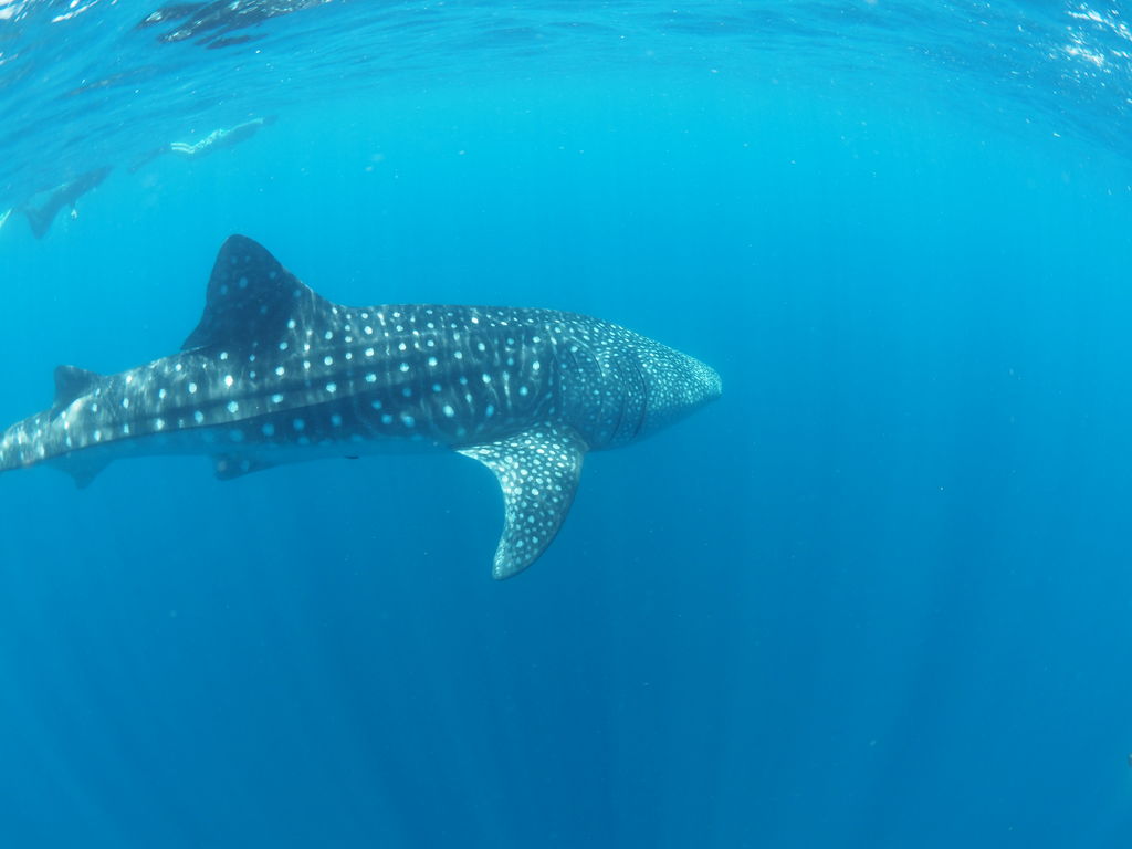 f437707d-5c35-44b4-bc18-c8542e3c1f8c