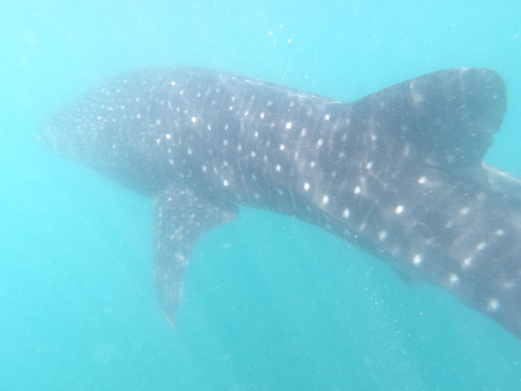 4a0a259e-20e7-4090-b93f-a45b99d8d239