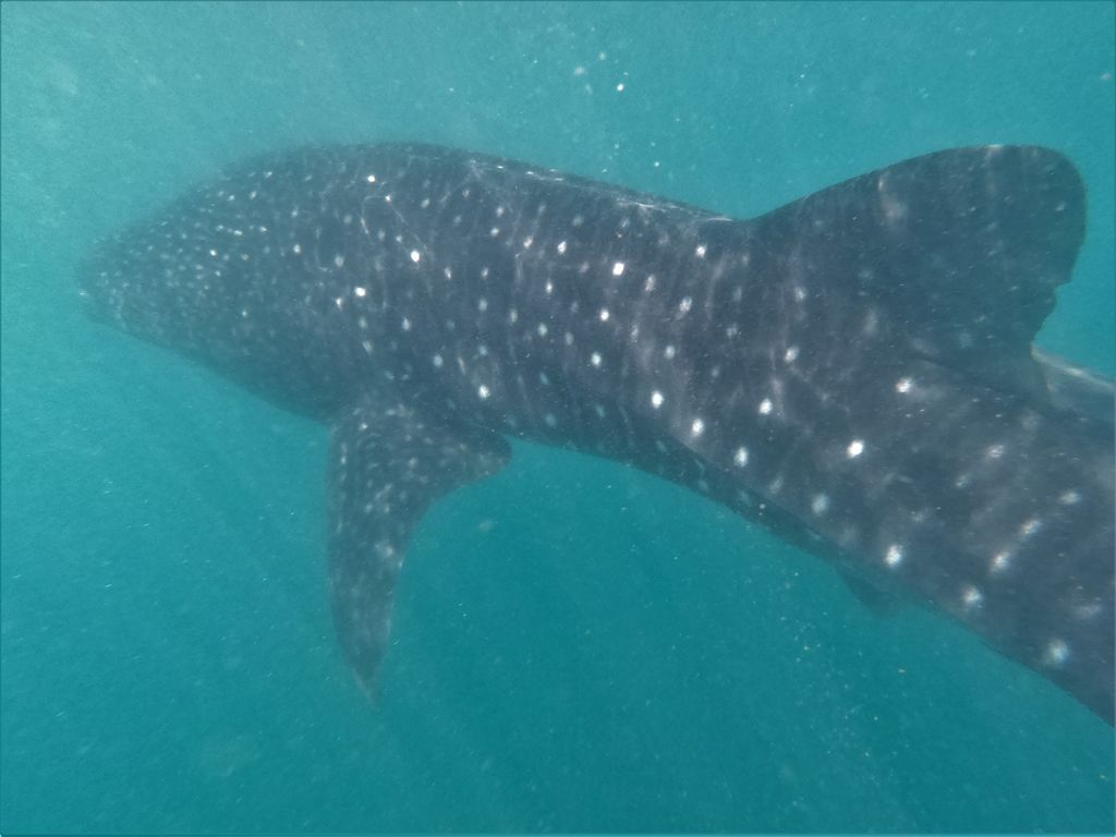 4a0a259e-20e7-4090-b93f-a45b99d8d239