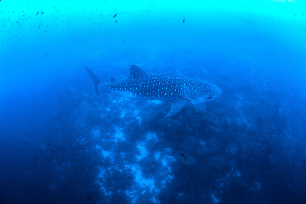 2bf574d6-daaf-40a1-b26a-c7969ec20ccc