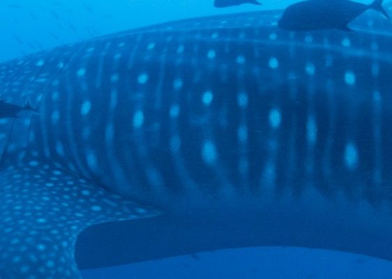 2bf574d6-daaf-40a1-b26a-c7969ec20ccc