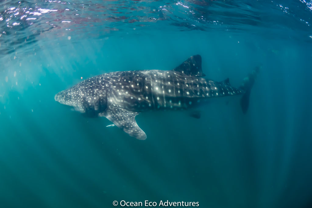 6445cf7e-f38d-4e3b-80f7-ac48ba4a2f74