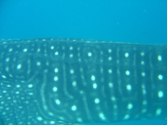 948a8410-b466-45cd-a20b-7ddb6aabf779