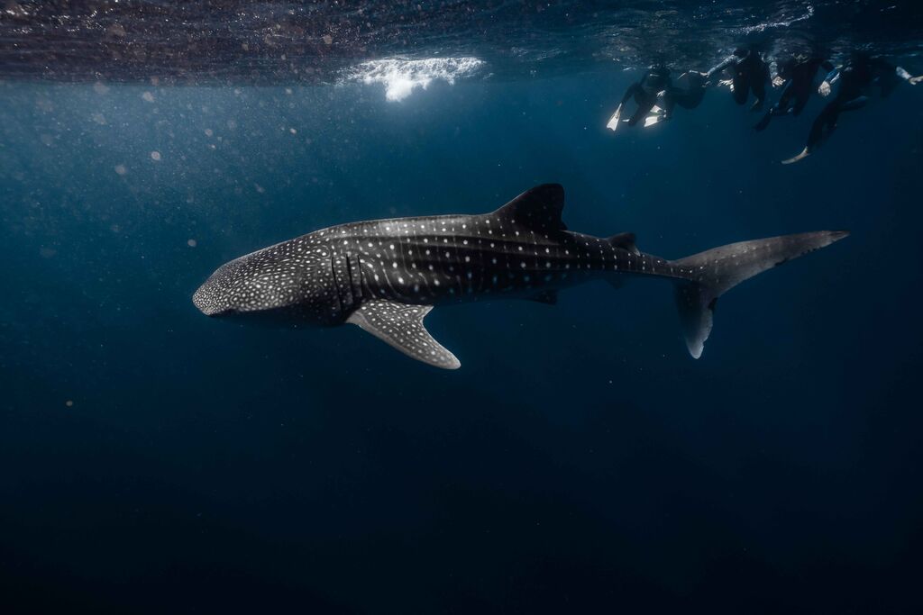 a08af40d-cacd-40da-9d53-34f6974b9309