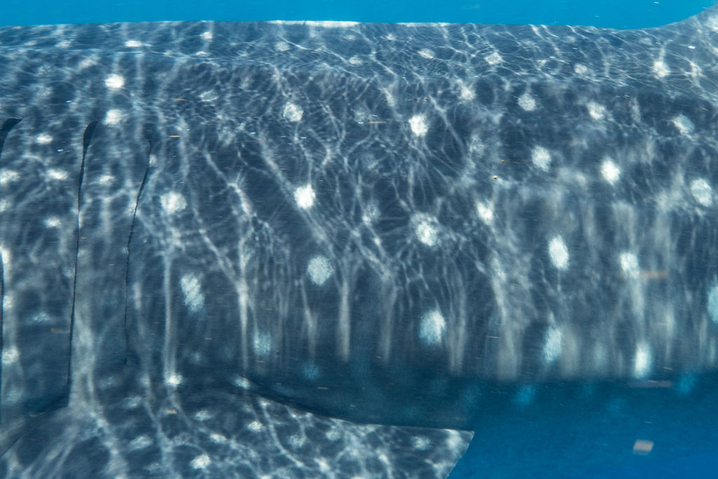 9339d94b-2acd-4cfd-9e33-3c1705db9c1e