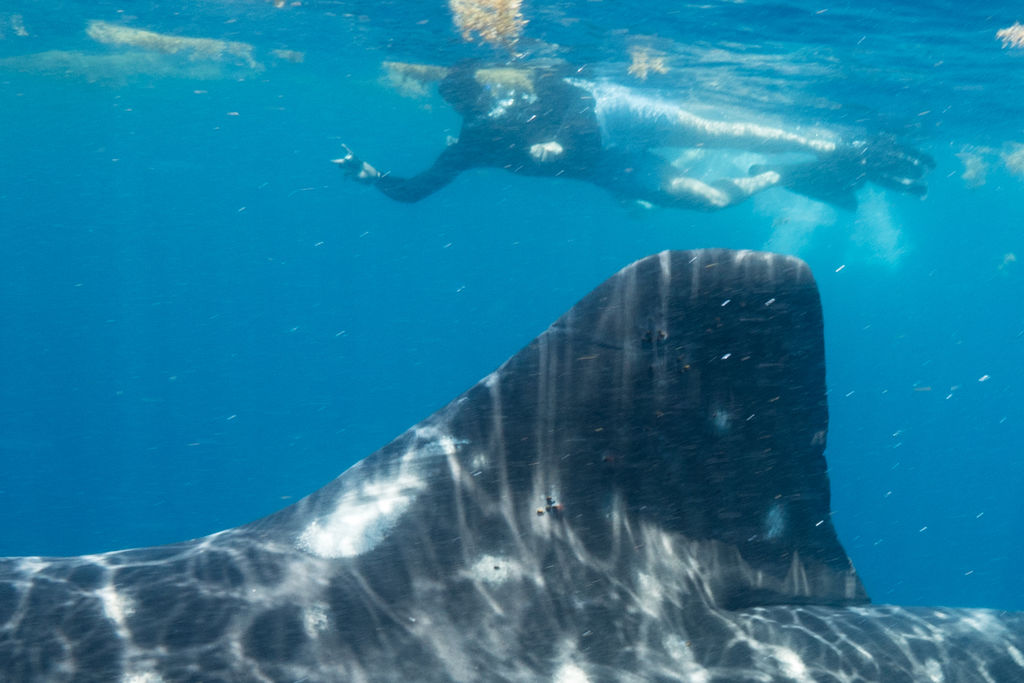 9339d94b-2acd-4cfd-9e33-3c1705db9c1e