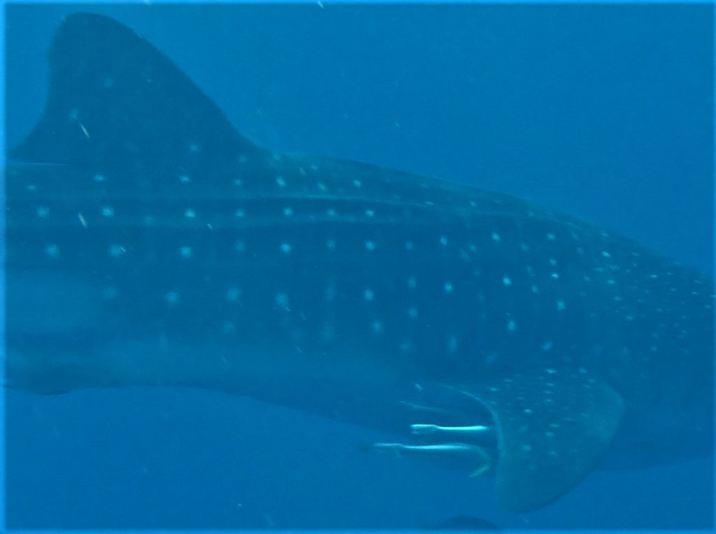 0451018a-81dd-4565-a515-a451f1f506b0