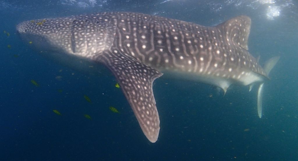 c2615aed-e54a-4ecf-8936-d654158f8dda