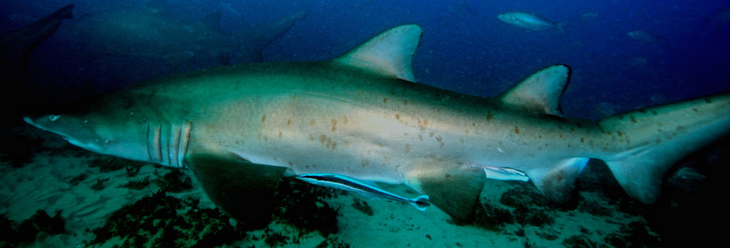 6ed6b691-d4b8-479d-b155-21df923d7529