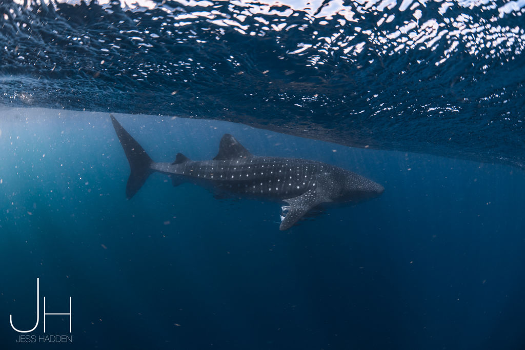 06cd2271-cb7b-4f5e-976a-f215a9ef7d36