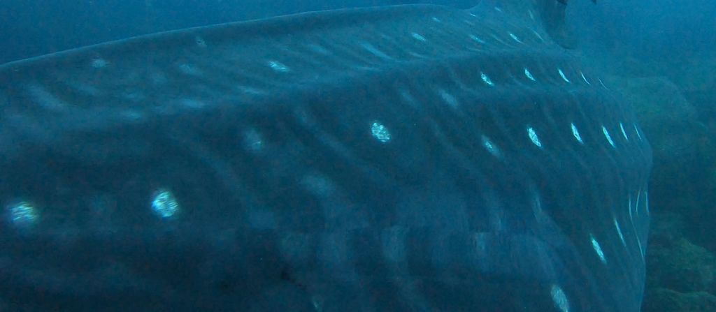 41356237-68a0-4710-bd4e-819ad22a0a70