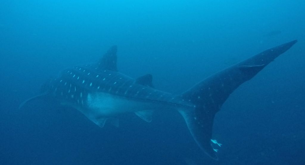 41356237-68a0-4710-bd4e-819ad22a0a70