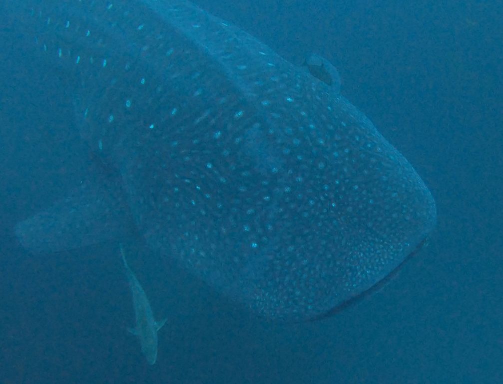 41356237-68a0-4710-bd4e-819ad22a0a70