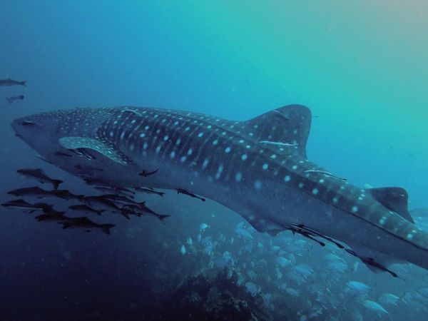 c01708c4-3bc8-401b-8b81-7a42d91358f7