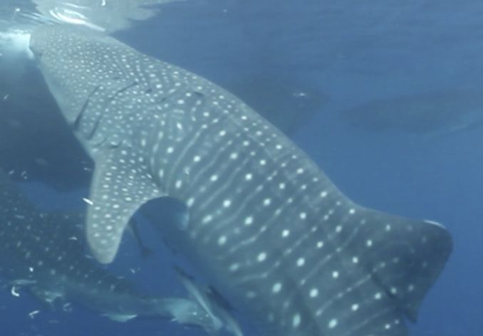 e403bcfd-663f-48ae-9a35-acf42c3a8771