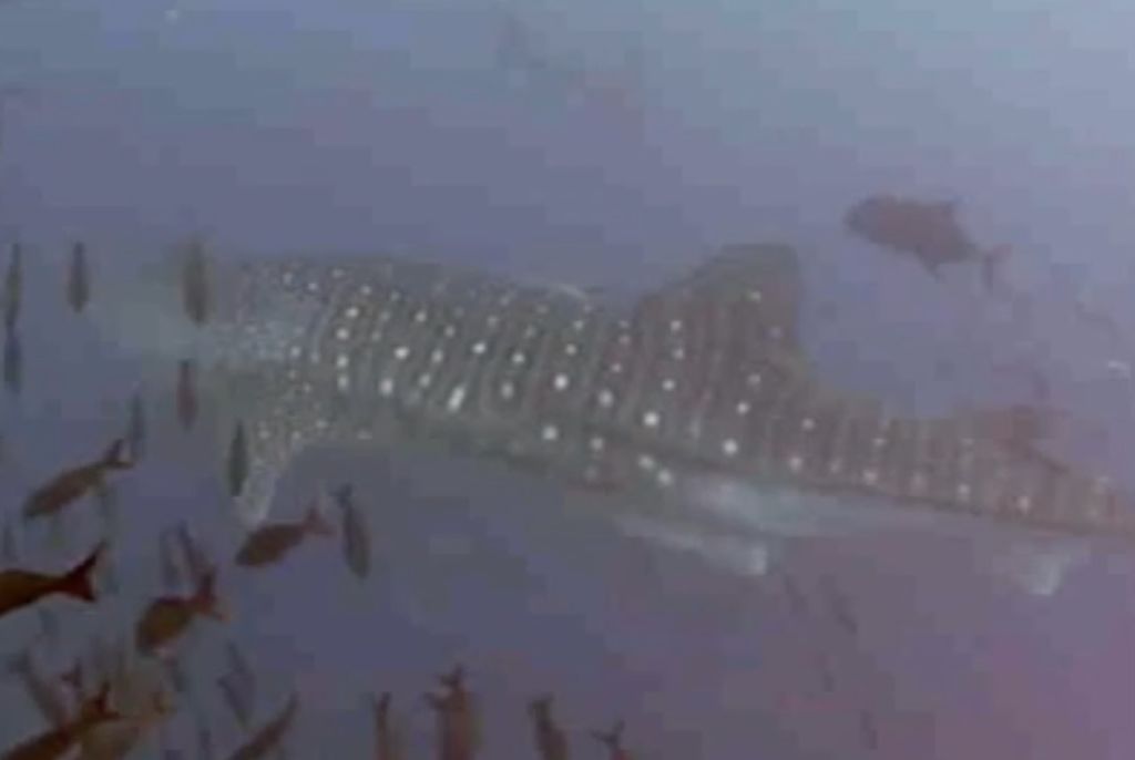 f75897dd-4c89-4638-b8f4-053bd97a994c