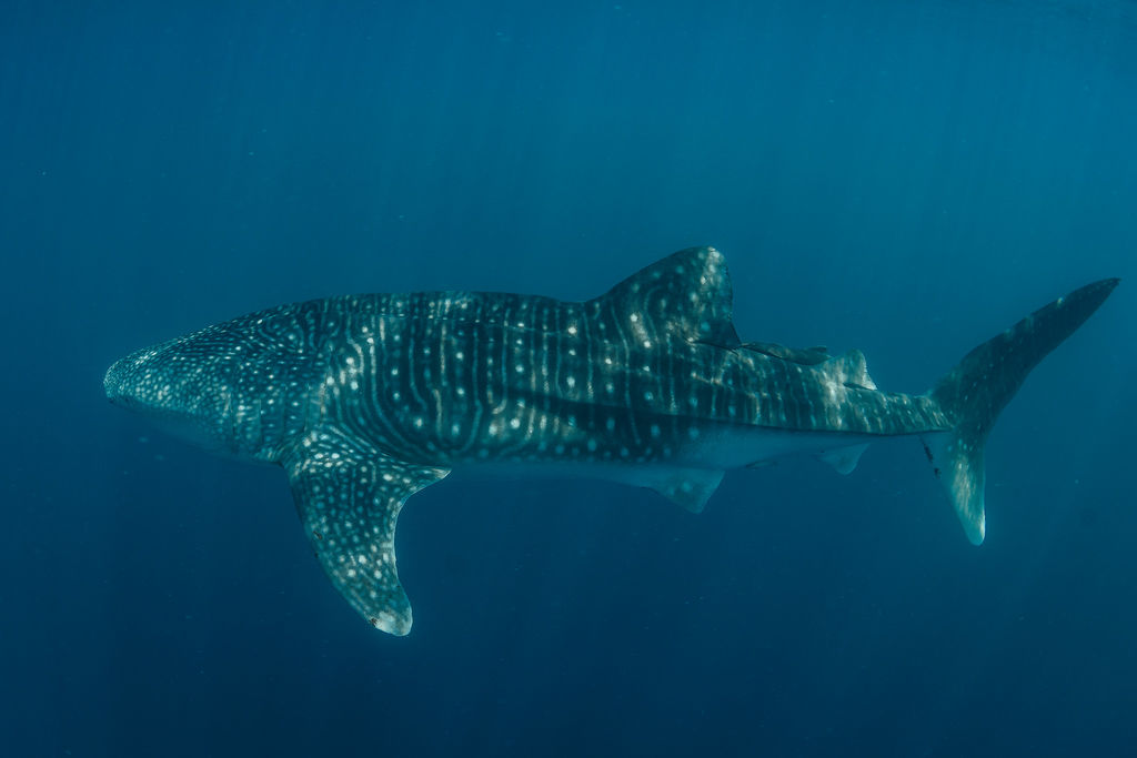 270a7a9a-c98e-425f-967c-24439723414c