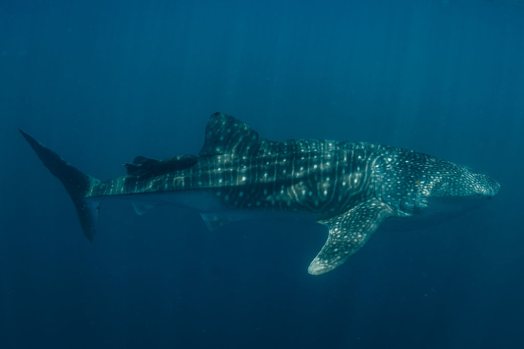 270a7a9a-c98e-425f-967c-24439723414c