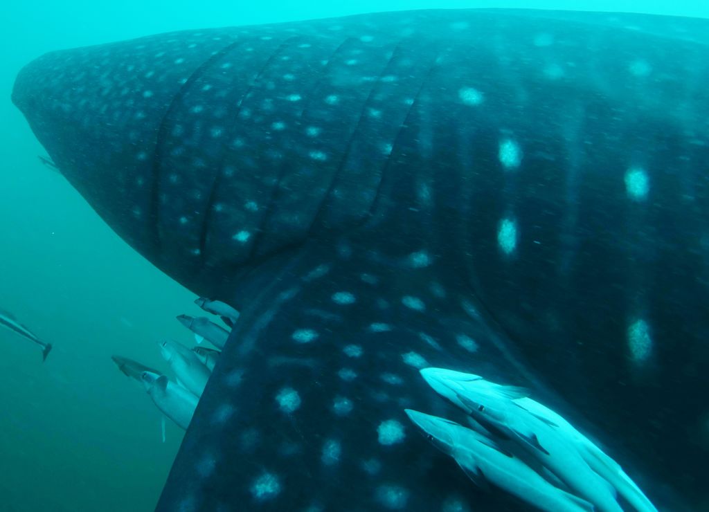 1f54dbc0-19f3-4259-9a6f-69d17b331f5a