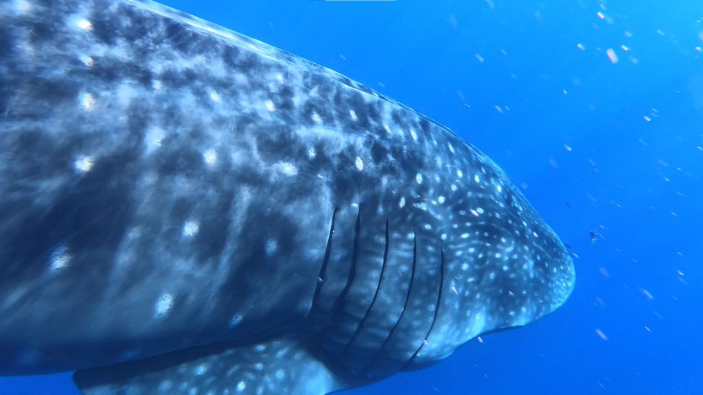 c575e251-24dc-471d-a02f-a911b7c4f9c5