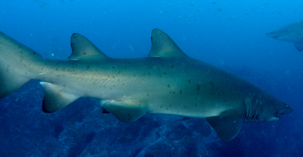 1f57c865-8369-4257-8ab1-611e9ec42821