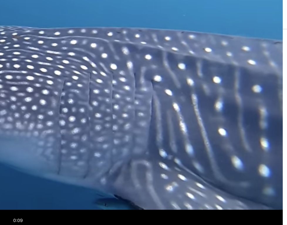 8857aa20-e5bb-49cb-a949-00ff7c9ef7e4