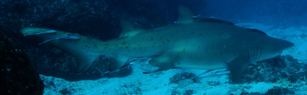 f539ac1e-55a4-4f66-8e86-65e23c9bd037