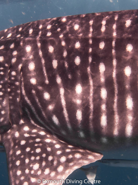 d13d7729-3658-4433-876d-ee11e2e5d77b