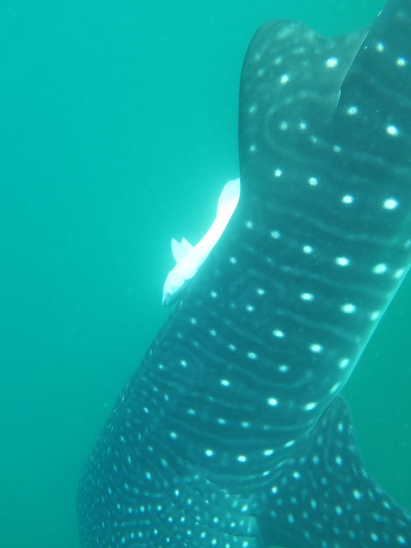 fd3c3649-32bb-4bcf-835c-414bf82919f2