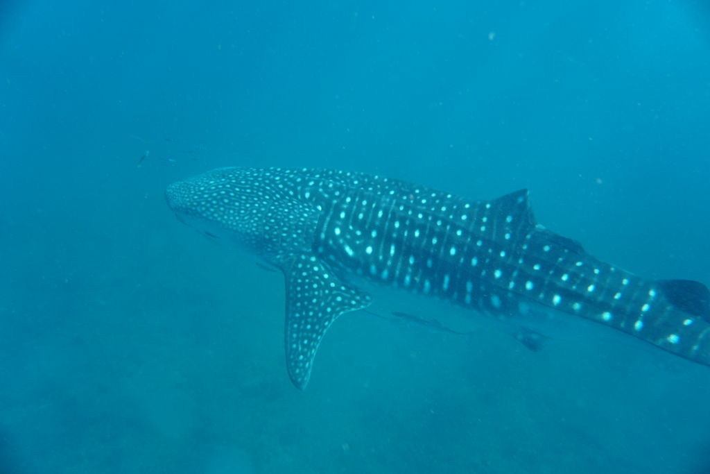 37c75a41-4050-4c49-b0f6-0f66c1a65434