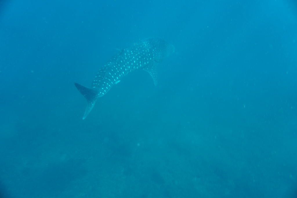 37c75a41-4050-4c49-b0f6-0f66c1a65434