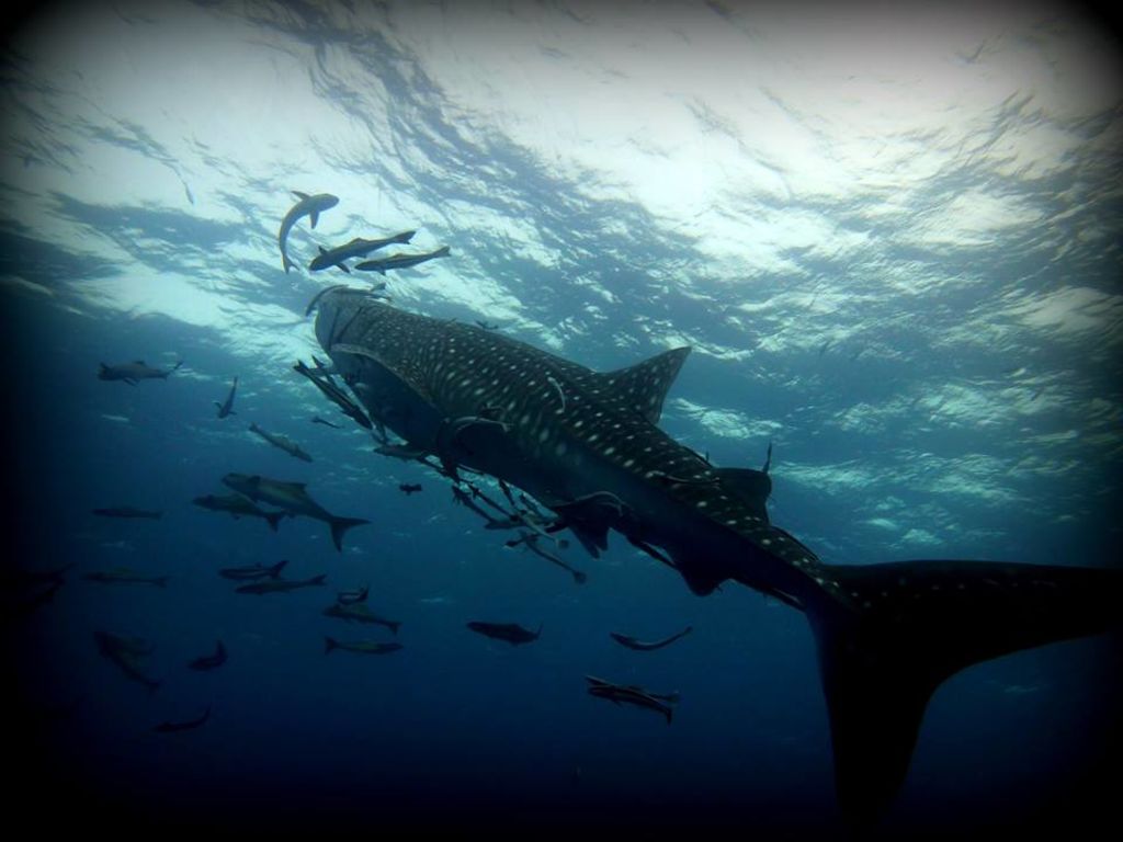 c08e99ff-4fdf-49b7-bf7c-d08d26819dc8