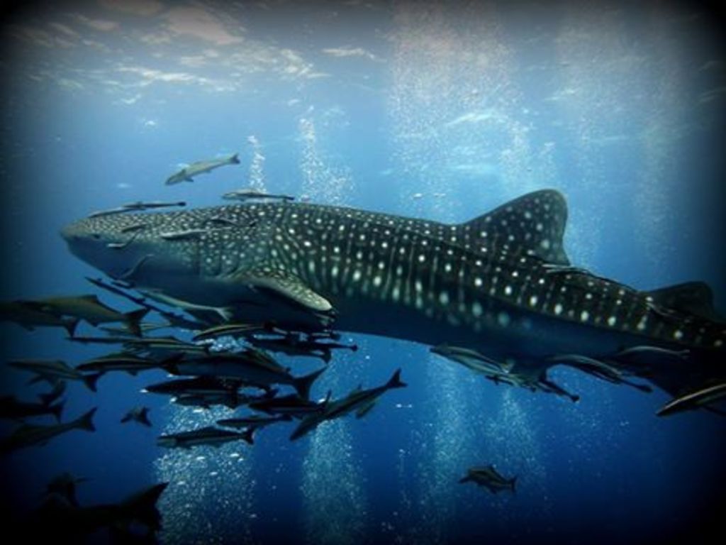 c08e99ff-4fdf-49b7-bf7c-d08d26819dc8