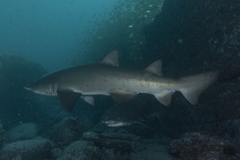 6d7093f3-f711-469d-8ad1-2bf3491000c3