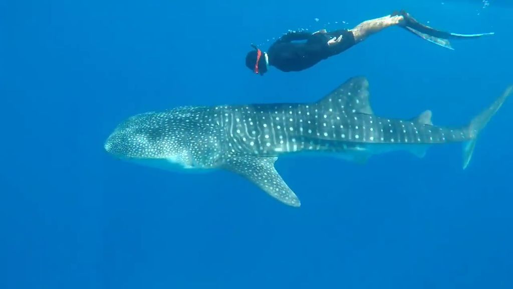 1f9fc16c-f76d-428b-82e3-f7e180c1bb84