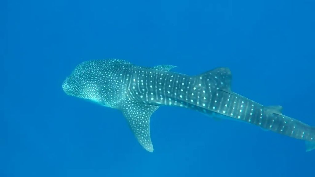 1f9fc16c-f76d-428b-82e3-f7e180c1bb84