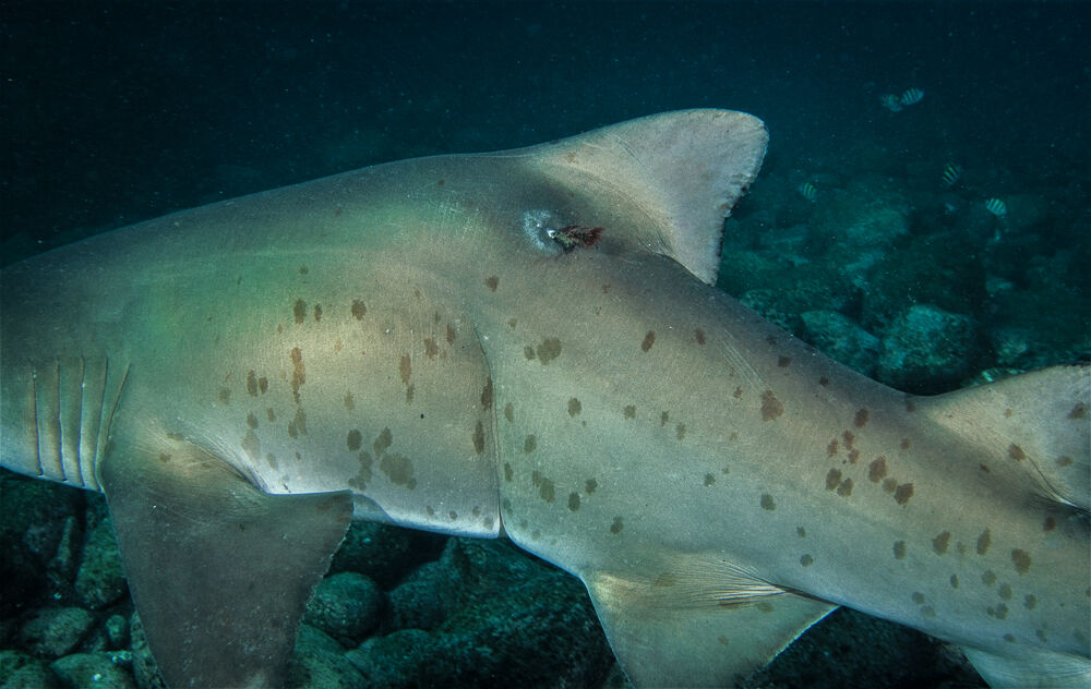 404c0137-ed1c-4fc9-ae84-8ef1ebfcfb3c