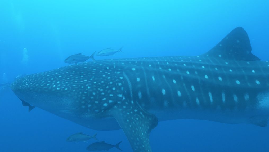 bc326834-27bc-40db-965b-69b1a9a4170b