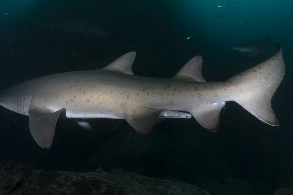 ff5e1205-1828-412a-a831-df712c0602db