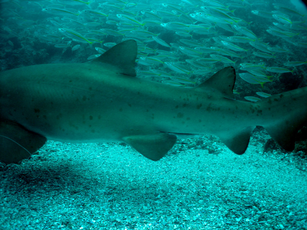 5345082a-d483-49be-8d71-071f70aae060