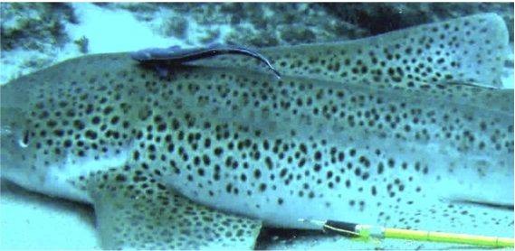 5e41a013-0c72-4419-8d66-cc91661f9c04