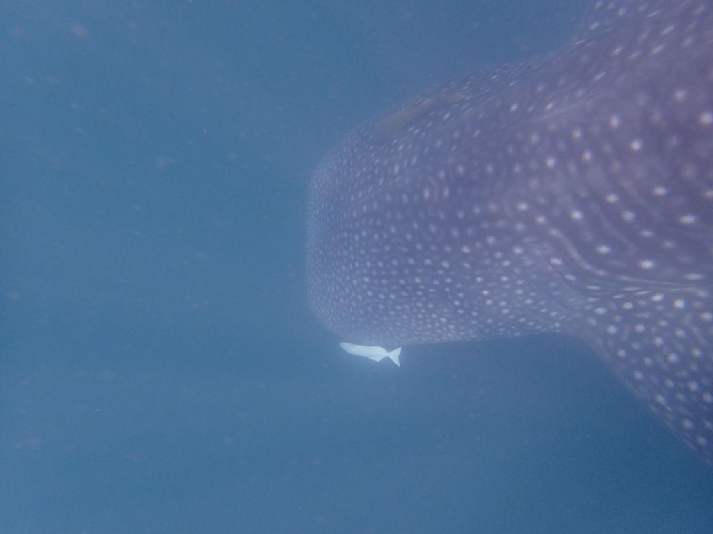 fc6c0e53-cec4-4b5b-96eb-a2b122331122