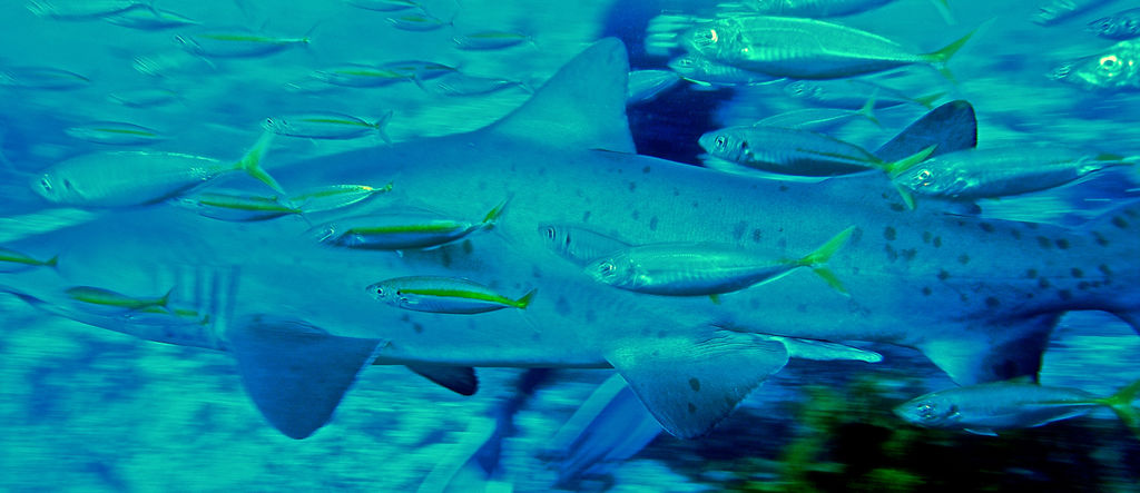 63a3615b-13b1-4483-9960-3b8786ff907a